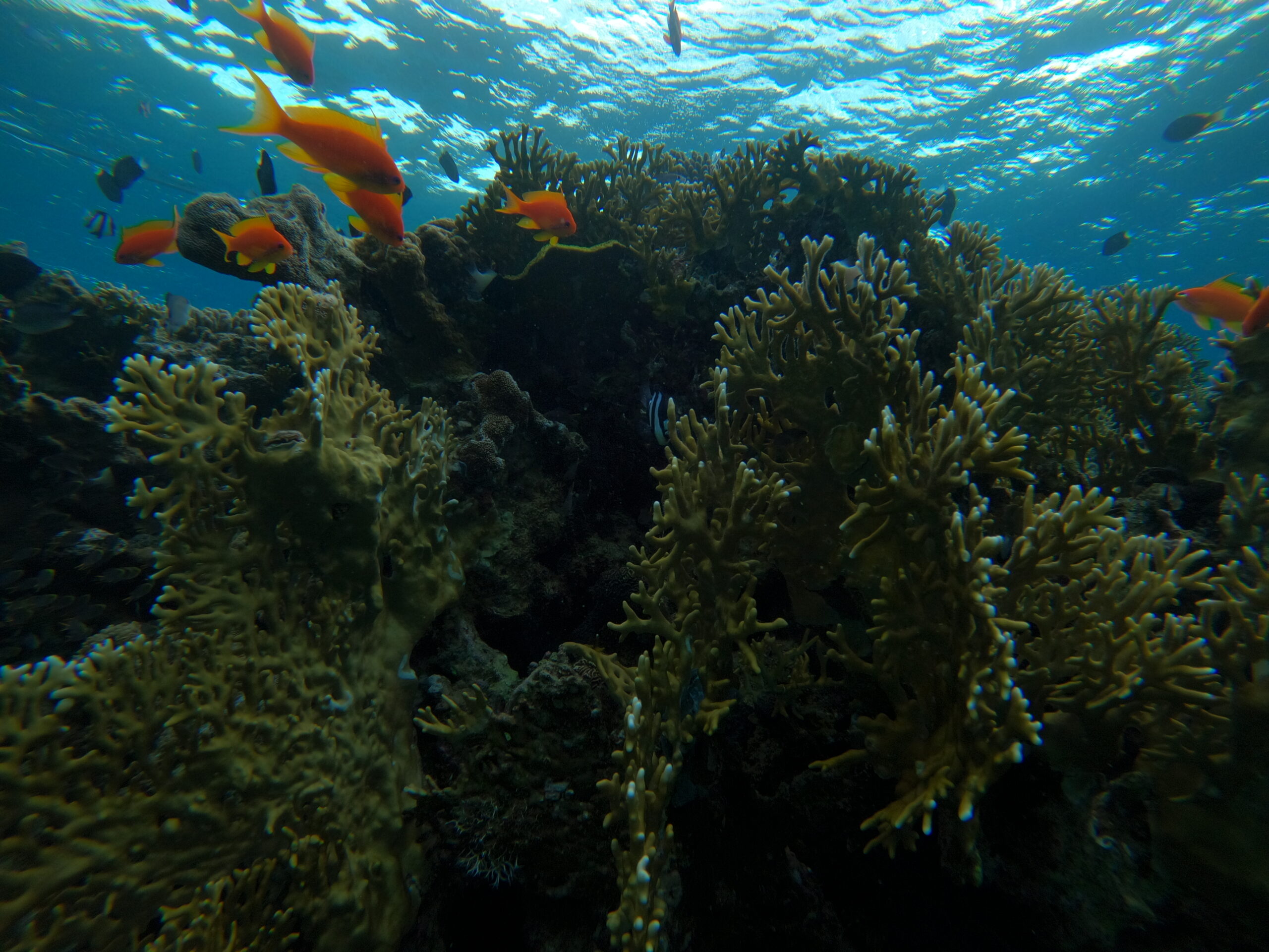 DCIM100GOPROGOPR1275.JPG