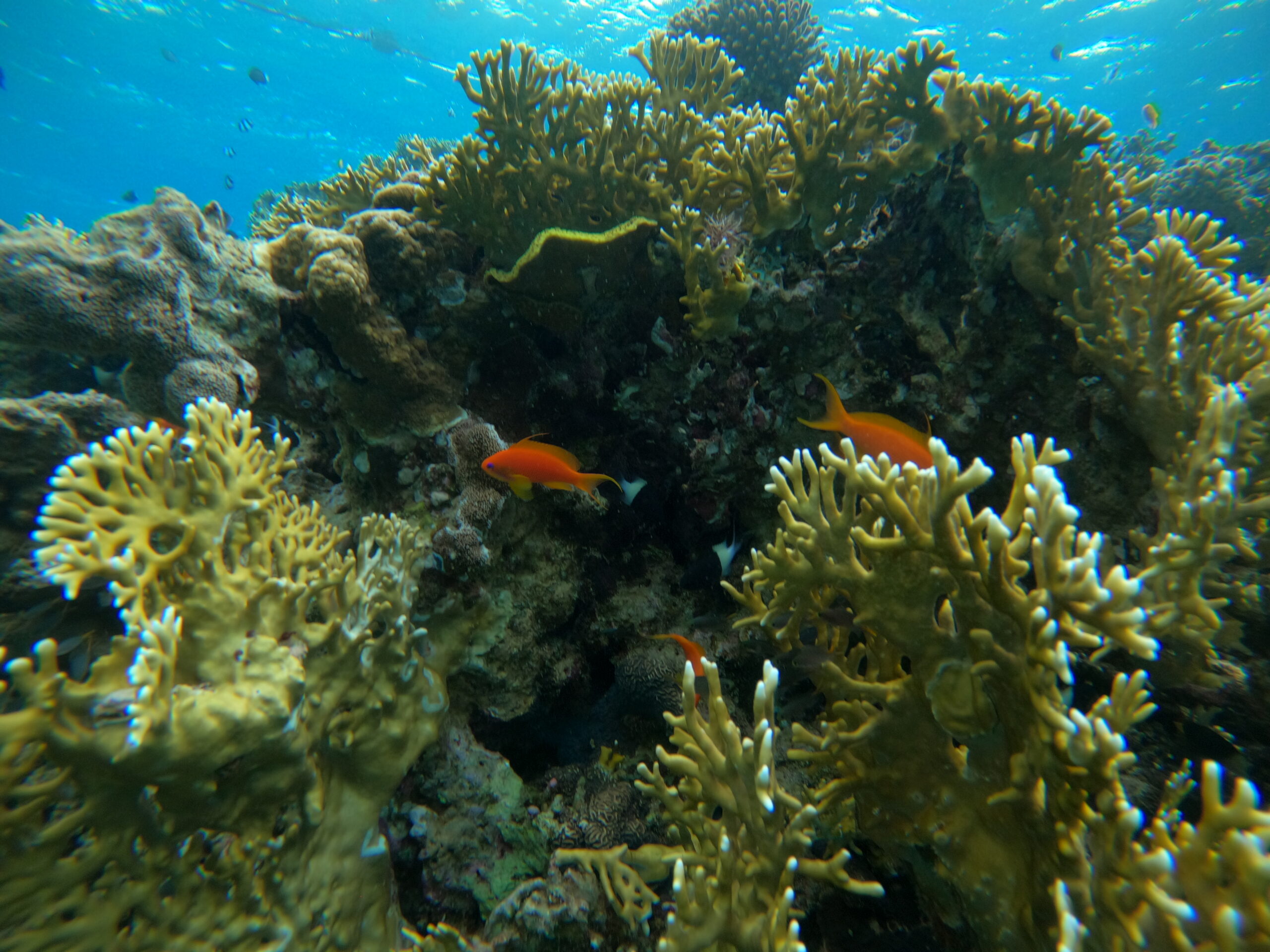 DCIM100GOPROGOPR1276.JPG